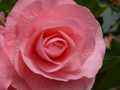 Pink begonia closeup